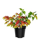 2 Shrimp Live Plants, Shrimp Plant Live, Justica Brandegeana Plant from 5 Inches Tall Seedling