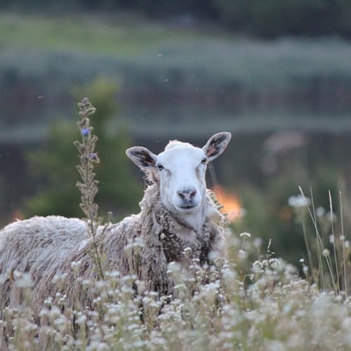 To speak the language. Talk when you can. For my fellow Ukrainians and for the world.