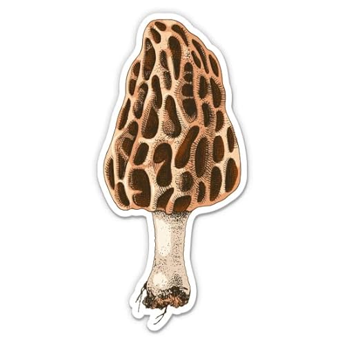 Morel Mushroom - 3" Vinyl Sticker - For Car Laptop Water Bottle Phone - Waterproof Decal #TOP27