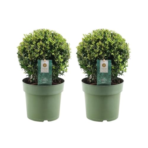 Trendyplants - Ilex crenata 'Jenny' - Bulbe de buis - 2 pièces - Résistant à l'hiver - Hauteur 25-45 cm - Taille du pot Ø20cm