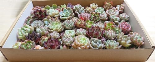 多肉植物 苗 セット 観葉植物」の人気商品一覧 | 安い商品を通販 多肉植物 苗 セット 観葉植物」の人気商品一覧 | 安い商品を通販