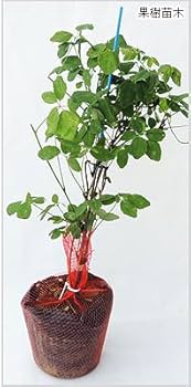 独特な樹姿〈五枚葉あけび〉☆8/3までの出品 G札 ☆ 花・実がつく 小品盆栽 五葉アケビ（紫花・あけび）樹齢