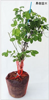 Amazon | あけび苗木 五つ葉アケビの苗木 13.5cmポット苗 1年生