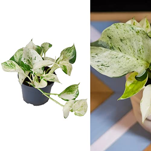 Epipremnum 'Happy Leaf' Manjula Pothos - Indoor Plant in 12cm Pot - Unusual Variegated Variety (2 Plants)