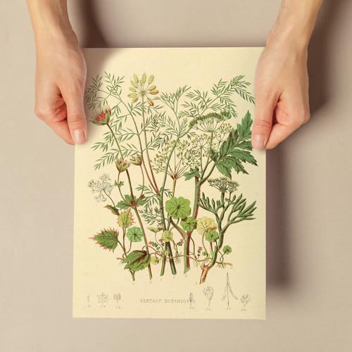 Nacnic Impression artistique Umbellaceinspiré parVintage Blumensammlung. Tableaux décoratifs pour votre salon, chambre, maison. Impression d’art mural. Größen A4