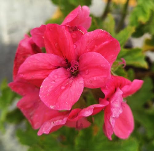 Pelargonium 'Clorinda' / Géranium au parfum de Cèdre/Conteneur de 3 à 4 litres/Vivace Odorante