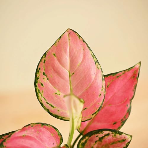 Image of Ugaoo Aglaonema Pink Beauty Live Indoor Plant with Self Watering Pot (Small) | Low Light Air Purifying Houseplant for Home, Office, Bedroom & Desk Decor