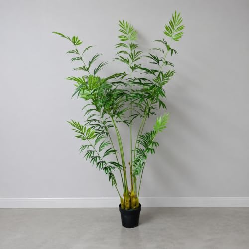 ソテツ 鉢植え」の人気商品一覧・価格比較 - 価格.com