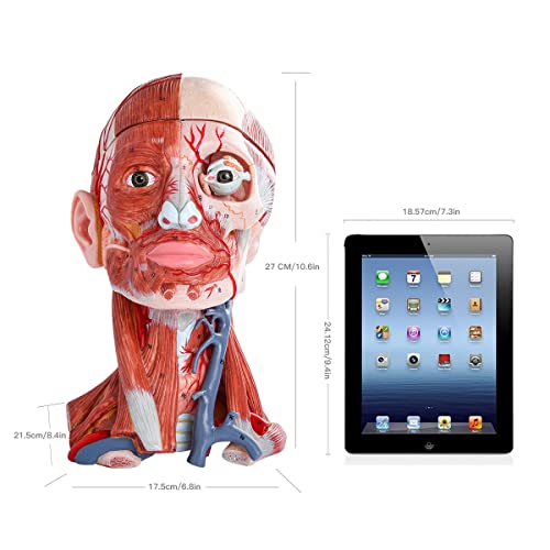 Benilev Numbered Human Head and Neck W/Brain Model, 10 Part Life Size Anatomical Head and Neck Muscle with Vessels Nerves and Brain Model for Medical Anatomy and Physiology Study Research Teaching
