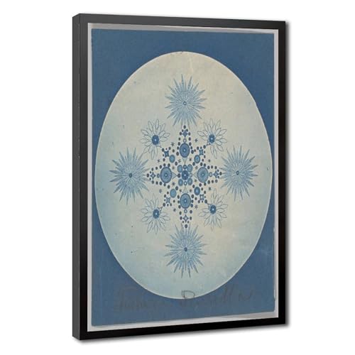 Photographie cyanotype antique de diatomées pour habiller un grand mur vide