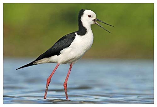 Obras de Arte Italia Llamada de lanza de alas negras, Estuario de Avon Heathcote, Christchurch, Nueva Zelanda Arte de papel 50x34'
