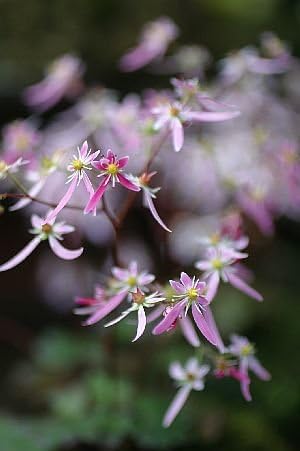 Amazon ダイモンジソウmix 大文字草ミックス 9cmポット 花