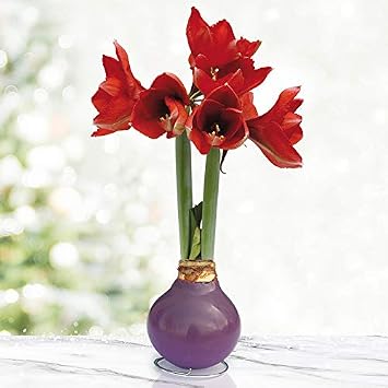 Purple Base Waxed Amaryllis Flower Bulb with Stand, No Water Needed, Real Live Spring Flowers