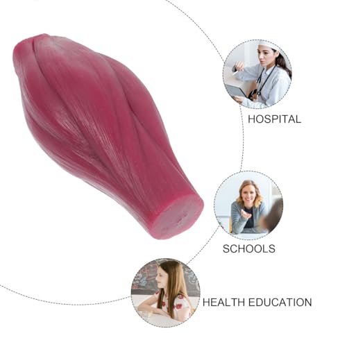 Modèle de graisse du corps humain en silicone pour expliquer la perte de poids - 4