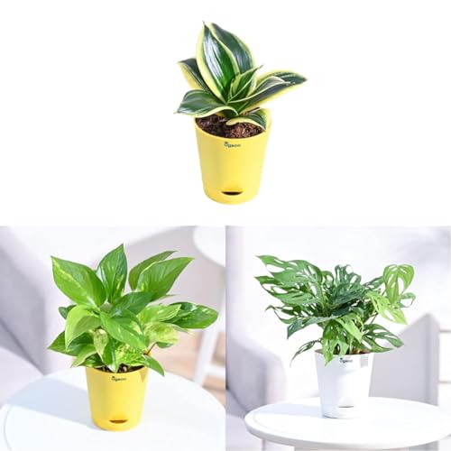 Ugaoo Sansevieria Golden Hahnii Snake Plant With Self Watering Po...