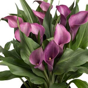 FernsFly® IMP. Calla Lily | Zantedeschia Attractive Flower Bulbs Home Outdoor Flowering Gardening Bulbs Blooming planting (Pack of 2 Grape Velvet Calla Lily) (B08XMR8RB9) Amazon Price History, Amazon Price Tracker