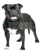 Produktbild Sticker-Designs 20cm! Aufkleber-Folie Wetterfest Made IN Germany Staffordshire Bullterrier TierB35-UV&Waschanlagenfest-Auto-Vinyl-Sticker Decal Profi Qualität bunt farbig Digital-Schnitt!