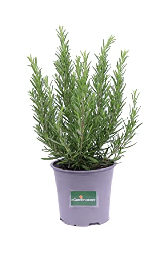 tre piante di rosmarino eretto profumato da usare in cucina o da piantare in giardino vendute da eGarden.store
