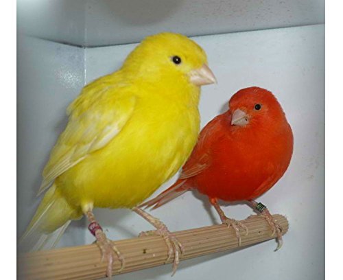 New Super Bird Melody Song Canary Training CD My Best Bird