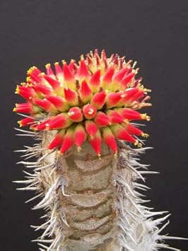 Euphorbia neohumbertii RFS Exotic Madagascar Palm Bonsai Rare Succulent Seed 5 Seeds