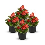Top 10 Best Plants for Your Shaded Florida Porch: Lush & Low-Maintenance Picks 4 41VG2pJuAlL. SL160