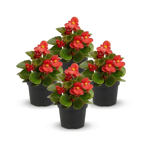Live Begonia - Dark Leaf Cocktail Red (4 Per Pack) Beautiful Shade Annual Ships 8 Tall by 4 Wide in 1 Pt Pot
