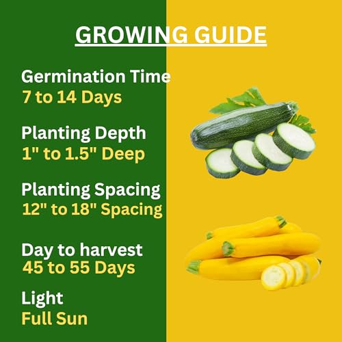 Navika Seeds ; Grow With Us Green Zucchini 10 Seeds & Yellow Zucchini 5 Seeds|F1 Hybrid Vegetable Seeds|High Yield & Fast Growing|For Home Gardening & Kitchen Garden|Free Growing Guide Included