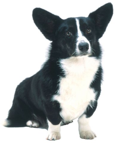 Legacy of the Dog: The Ultimate Illustrated Guide Revised and Updated, 2nd Edition - Image 2