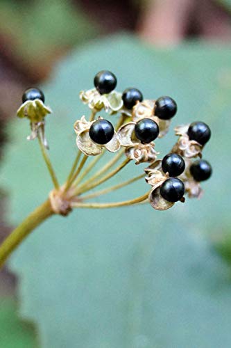 Wild Ramp Seeds Wild Leek Seeds Allium tricoccum (200)