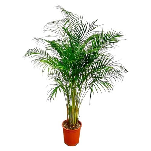 Dypsis Lutescens (Palma di Areca) - 140-160cm - Ø27cm - Pianta d'appartamento - Sempreverde
