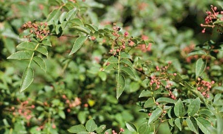 Holyflavours | Szechuan Timut Peper | Biologisch Gecertificeerd - Afbeelding 4