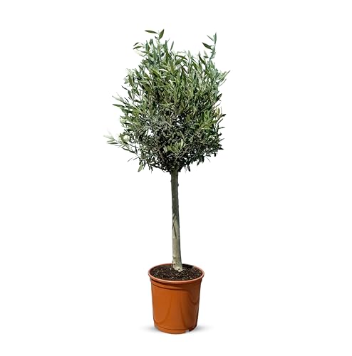 Mediterraner Olivenbaum Olea Europea - Frostfester Lechín bis -18°C - 100 cm Höhe, dichte Blattkrone