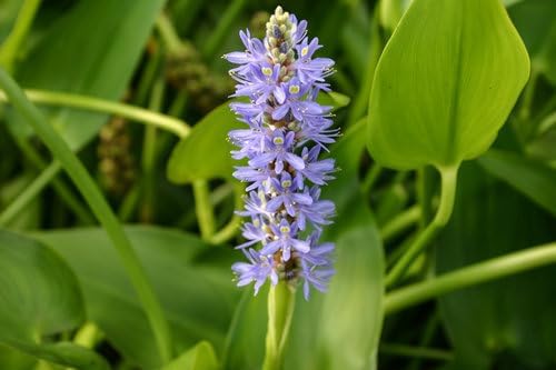 Shore Aquatic's Exclusive Pontederia 3-Pack Bundle - Pink, White, and Blue Pickerel Rush Plants for Ponds and Water Gardens