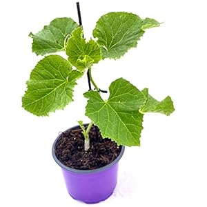 Florapartner Anasta Zuckermelone Melonenpflanze