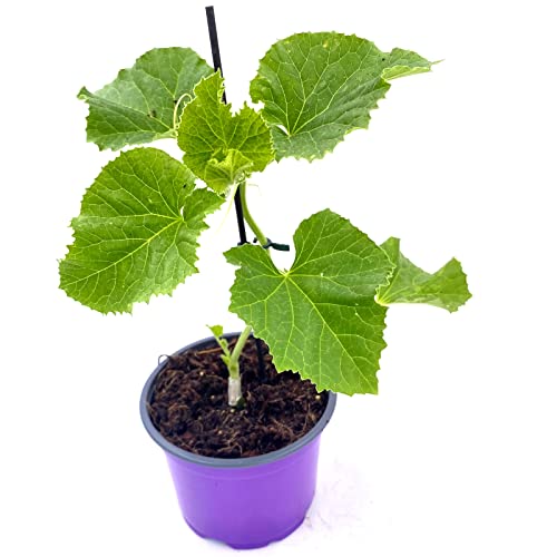 Florapartner Anasta Zuckermelone Melonenpflanze