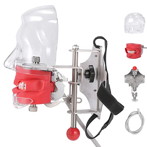 Annwah Dental Simulator Manikin Phantom Head - Teaching Mouth Head Model Fix On Chair Replaceable Typodont Tooth Model 360-Degree Adjustment For Dentists & Dental Assistants And Hygienists #TOP14