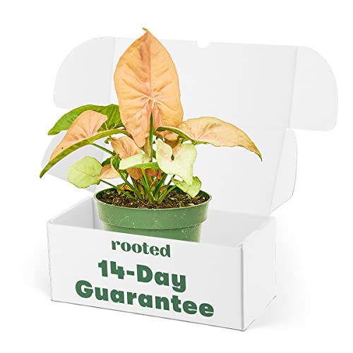 Pink Arrowhead Plant, Syngonium Podophyllum, Live Indoor, Home Decor, Easy to Grow, Easy to Care, Outdoor Garden and Low Maintenance Houseplant, 4 inch Pot