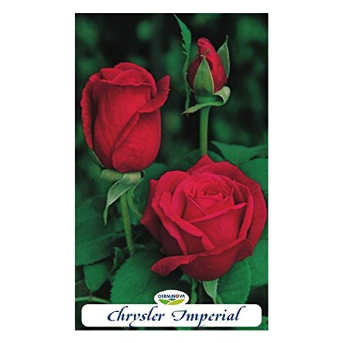 Rosal grandiflora color rojo intenso- Chrisler Imperial -en bolsa (en cepellón)