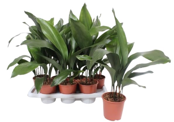 Aspidistra Natural Planta de Interior de Gran Follaje Verde