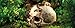 Exo Terra Primate Skull Terrarium D