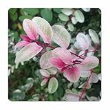 Hawaiian Snowbush - Snow on The Mountain - Breynia distichia 'Roseopicta'- Live Tropical Shrub Plant - Unusual Variegated Pink Green White Leaf - Emerald Goddess Gardens - Starter Sz 4 Inch Pot