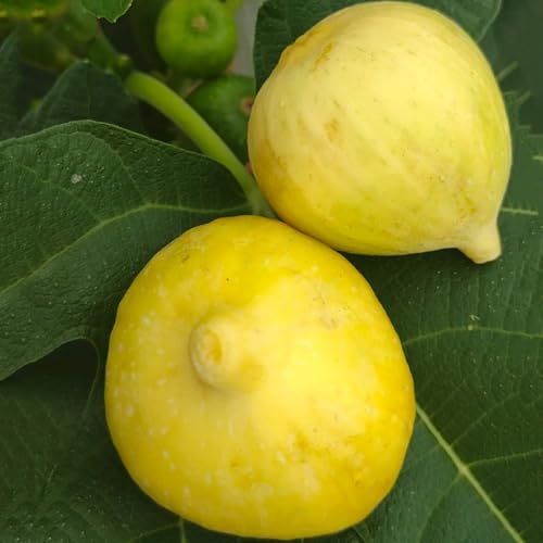 semi di fico resistenti - giardino esterni 250pcs