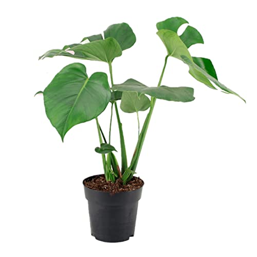 Monstera Deliciosa Planta Natural de interior - Costilla de Adán - Planta de interior de decoración - Planta Natural - Planta Viva (Monstera Mediana 70 cm)