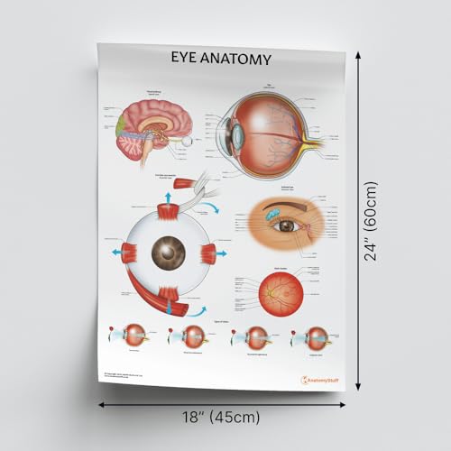 Diagramme d'anatomie des yeux pour simplifier l'explication des pathologies de l'œil - 2