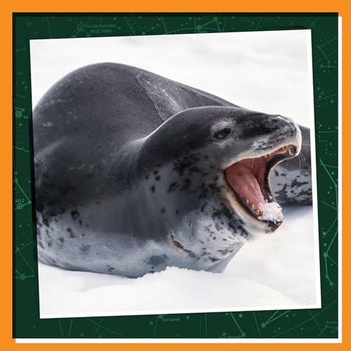 Winter Wonders: Life with Leopard Seals