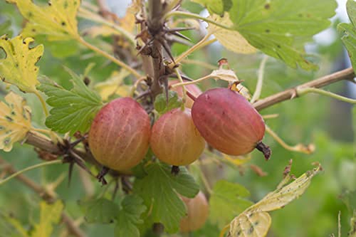 Stachelbeere Uralskij Rosa seltene russische Sorte крыжовник Уральский розовый Cover