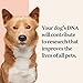 Wisdom Panel Premium Dog DNA Kit: Most Comprehensive with 265+ Health Tests, Identify 365+ Dog Breeds, 50+ Traits, Relatives, Ancestry, Genetic Diversity - Pack of 1