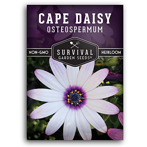 Cape Daisy Seeds for Planting - Grow White & Purple Osteospermum Daisy Plants in Your Home Flower Garden - Non-GMO Heirloom Variety - Survival Garden Seeds (1 Pack)