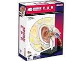4D立体パズル 人体解剖モデル 耳 4D Human 626007 Ear Anatomy Model フェイムマスター Fame Master 4D master 知育玩具 STEM