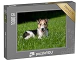 Puzzle 1000 pièces XXL « Chiot Fox-Terrier à Poil Dur dans l'herbe »